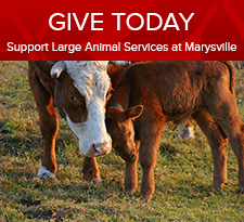 Large Animal Services at Marysville
